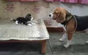Baby Beagle Has A Cute Conversation With Daddy