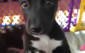 Puppy Eyes Full Of Innocence