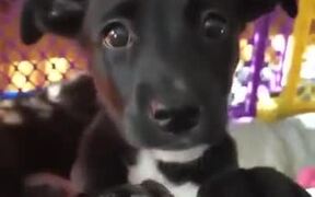 Puppy Eyes Full Of Innocence - Animals - VIDEOTIME.COM