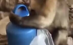 Smart Capuchin Monkey Unboxes A Water Bottle - Animals - VIDEOTIME.COM