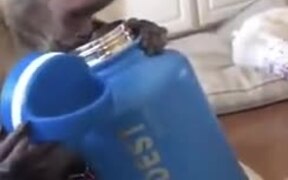 Smart Capuchin Monkey Unboxes A Water Bottle - Animals - VIDEOTIME.COM