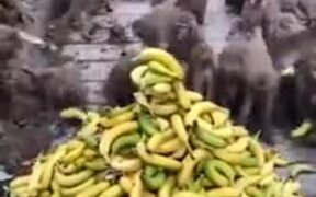 Monkeys Are Better Organized Than Humans - Animals - VIDEOTIME.COM