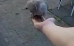 Beautiful Collared Doves Feed From Guy's Hand