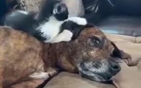 Sweet Kitten Plays With A Dog