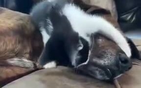 Sweet Kitten Plays With A Dog - Animals - VIDEOTIME.COM