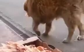 Polite Stray Dogs Only Taking Food They Need - Animals - VIDEOTIME.COM