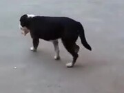 Polite Stray Dogs Only Taking Food They Need - Animals - Y8.COM