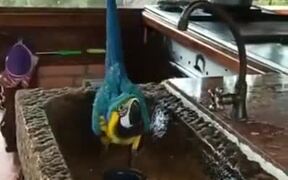 Even Macaws Enjoy A Good Shower