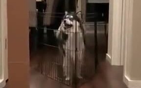 Big Doggo Teaches Little Doggo How To Jump