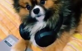 Little Doggo Gets A Slap Of Reality With A Bill - Animals - VIDEOTIME.COM