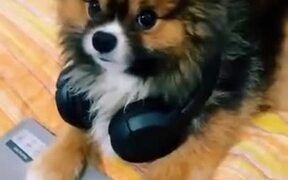 Little Doggo Gets A Slap Of Reality With A Bill