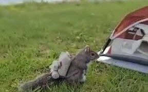 Squirrel Ready For An Adventure - Animals - VIDEOTIME.COM