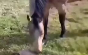 Biting Turtle Sends Dog And Horse Packing