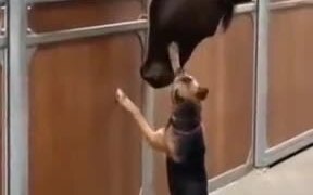 Dog Gets Curious About Horse And Touches It