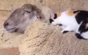 Cat Has Some Fun With A Fluffy Sheep - Animals - VIDEOTIME.COM