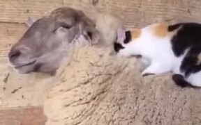 Cat Has Some Fun With A Fluffy Sheep