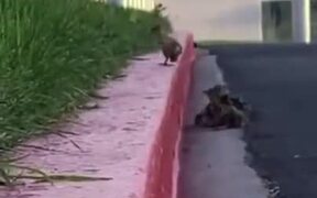 Ducklings Teach A Lesson About Never Giving Up - Animals - VIDEOTIME.COM