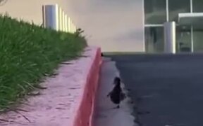 Ducklings Teach A Lesson About Never Giving Up
