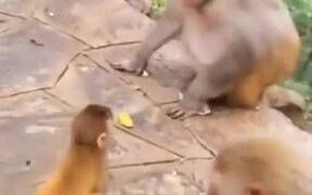 Baby Monkey Gets Shoved By Adult Monkey - Animals - VIDEOTIME.COM