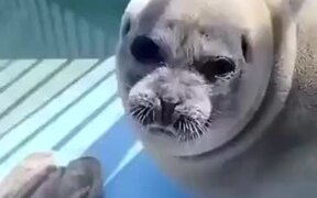 Seal Eats A Fish And Smiles Back At The Camera