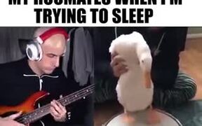 The Musician Starts His Practice - Fun - VIDEOTIME.COM