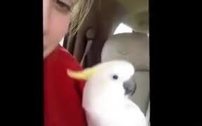 Cockatoo Does An Absolutely Adorable Peekaboo