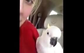 Cockatoo Does An Absolutely Adorable Peekaboo