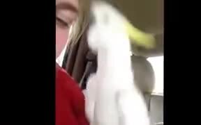 Cockatoo Does An Absolutely Adorable Peekaboo - Animals - VIDEOTIME.COM