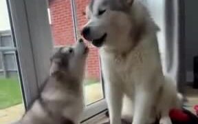Father And Son Doggo Share A Moment Howling