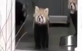 The Good Old Surprised Red Panda Vine - Animals - VIDEOTIME.COM