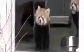 The Good Old Surprised Red Panda Vine - Animals - VIDEOTIME.COM