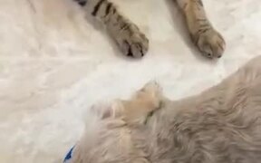 Cats, The Number One Enemy Of Hydration For Dogs - Animals - VIDEOTIME.COM