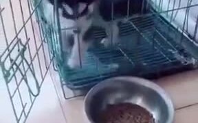 Puppy Ignores Open Door And Cries About Food - Animals - VIDEOTIME.COM