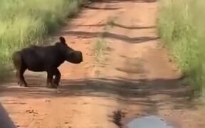 Jolly Little Baby Rhino Runs Around
