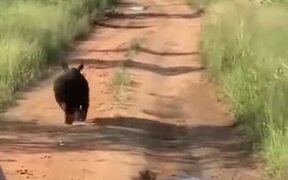 Jolly Little Baby Rhino Runs Around - Animals - VIDEOTIME.COM