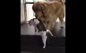  Doggo Drags Catto Friend Out Of A Fight