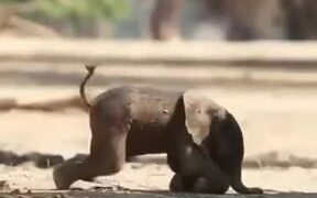 Baby Elephant Stands On It's Feet For The 1st Time - Animals - VIDEOTIME.COM