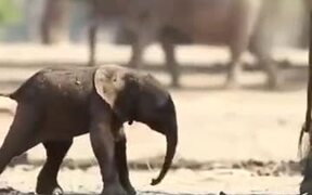 Baby Elephant Stands On It's Feet For The 1st Time