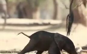 Baby Elephant Stands On It's Feet For The 1st Time - Animals - VIDEOTIME.COM