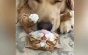 A Selection Of Funny Moments With Animals - Animals - VIDEOTIME.COM