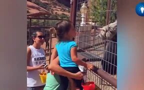 Funny Videos 2 - Animals - VIDEOTIME.COM