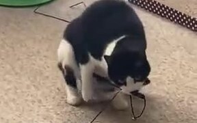 Cat's Stealing Attempt Not No Sneaky After All - Animals - VIDEOTIME.COM