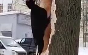 Woodpecker Creates A Massive Hole In A Tree - Animals - VIDEOTIME.COM