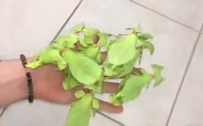 Mantises Disguised Just Like Leaves