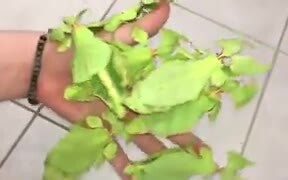Mantises Disguised Just Like Leaves - Animals - VIDEOTIME.COM