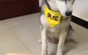 Dog Gets Tired Of All The Trickery