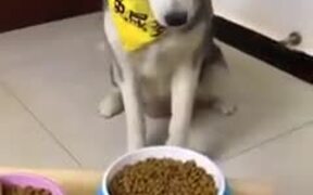Dog Gets Tired Of All The Trickery