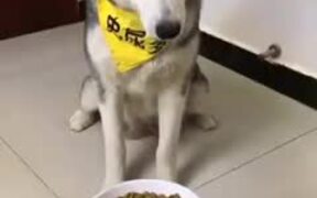 Dog Gets Tired Of All The Trickery - Animals - VIDEOTIME.COM