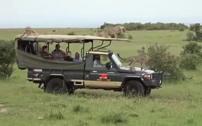 Safari Truck Gets Taken Over By Cheetahs - Animals - VIDEOTIME.COM
