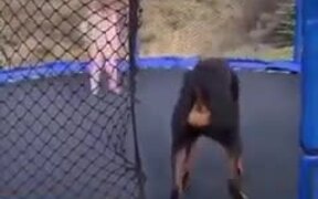 Wholesome Doggo And Kid Jump On A Trampoline - Animals - VIDEOTIME.COM